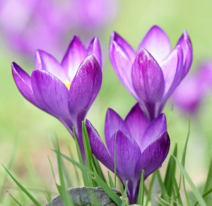 krokus1