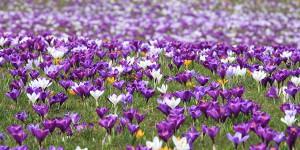 krokus2
