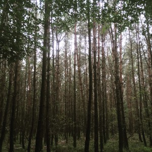 bos1